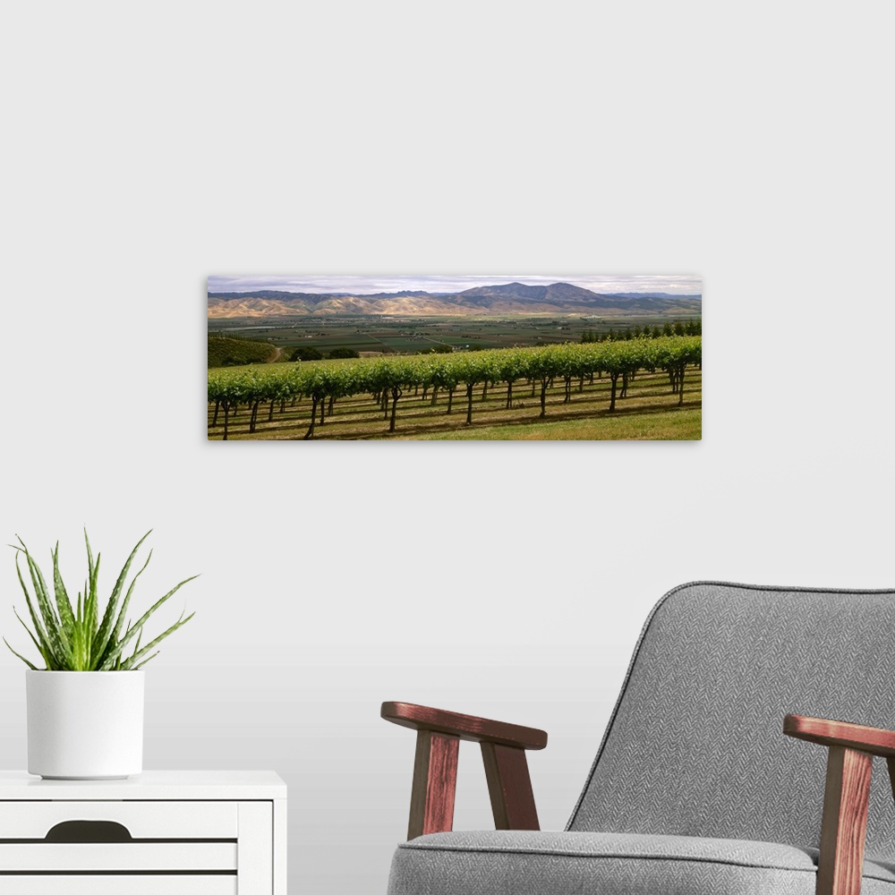 A modern room featuring Wine grape vineyard with Spring foliage growth in the Santa Lucia highlands