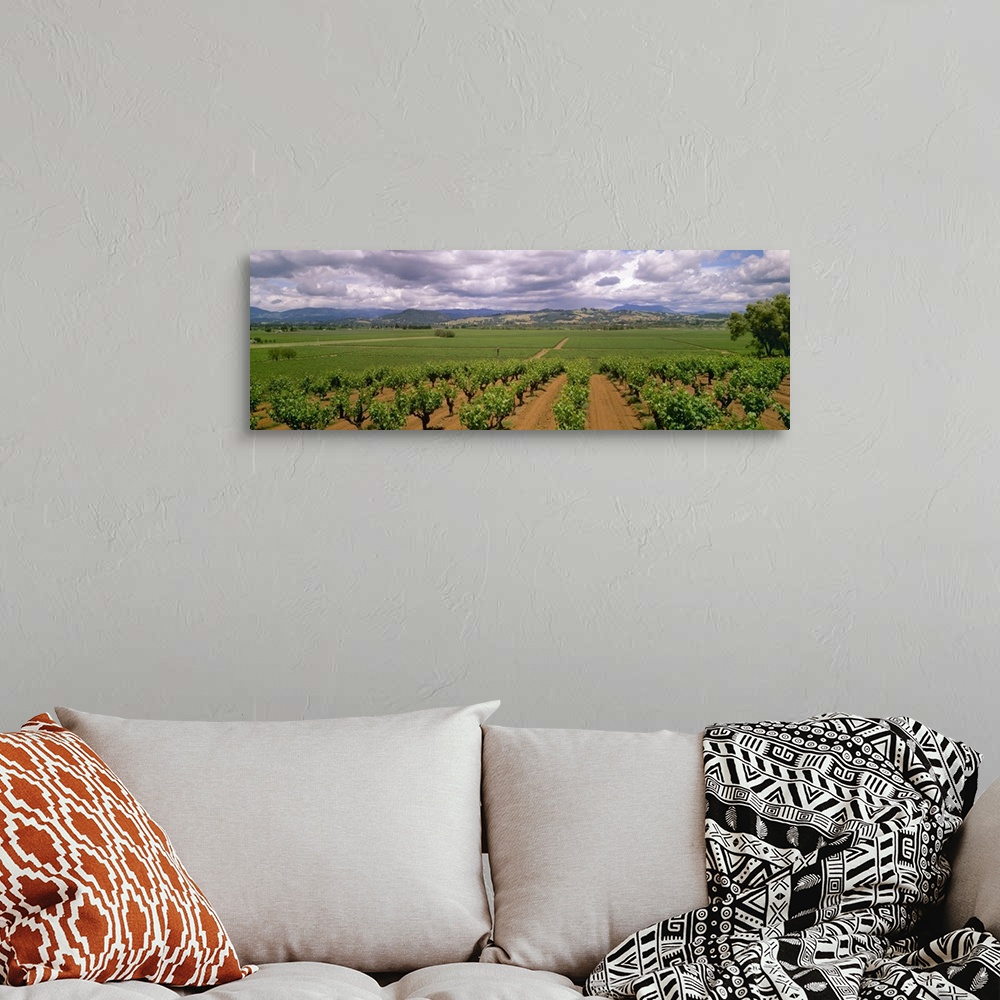 A bohemian room featuring Wine grape vineyards showing Spring foliage growth, Sonoma County, California
