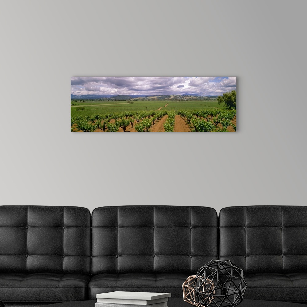 A modern room featuring Wine grape vineyards showing Spring foliage growth, Sonoma County, California