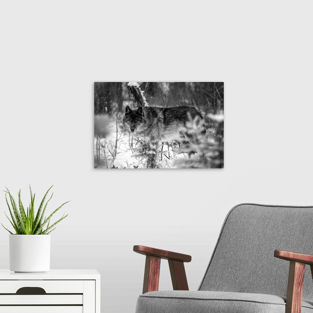 A modern room featuring Wolf (canis lupus) looking out from trees in snow. Golden, British Columbia, Canada.