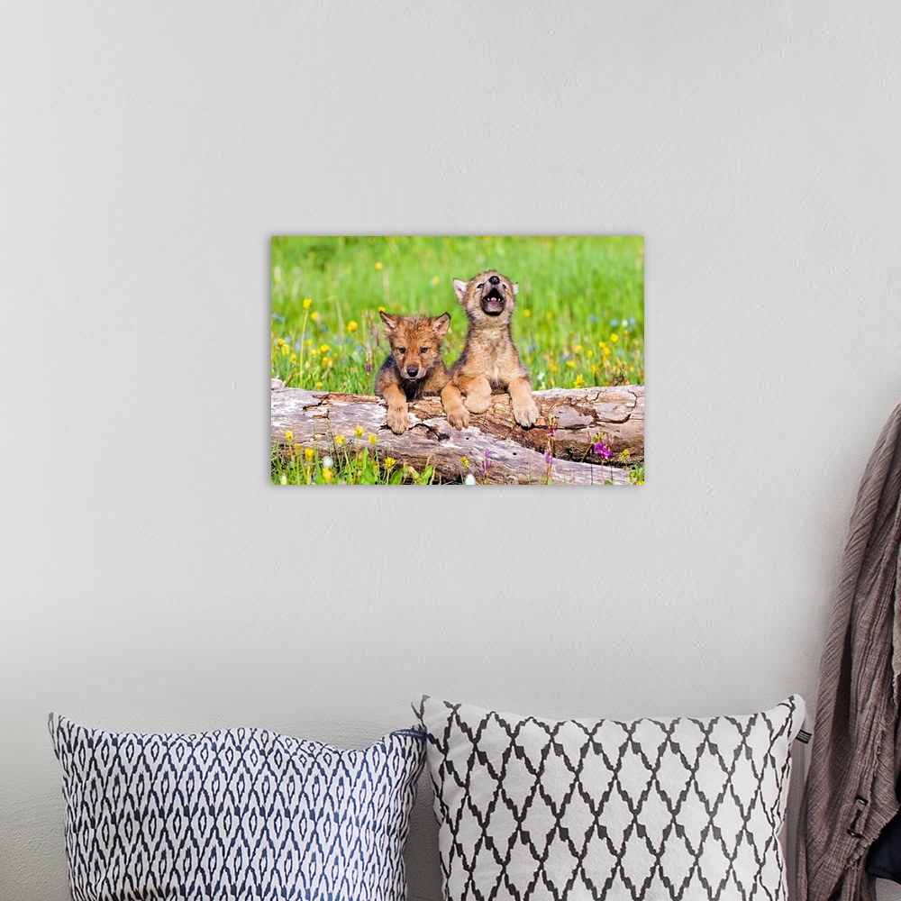 A bohemian room featuring Wolf Cubs On Log
