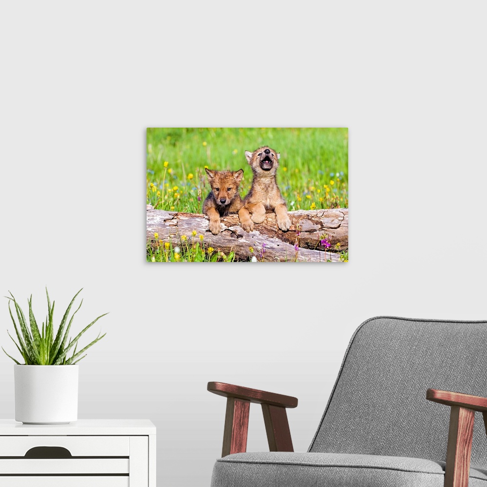A modern room featuring Wolf Cubs On Log
