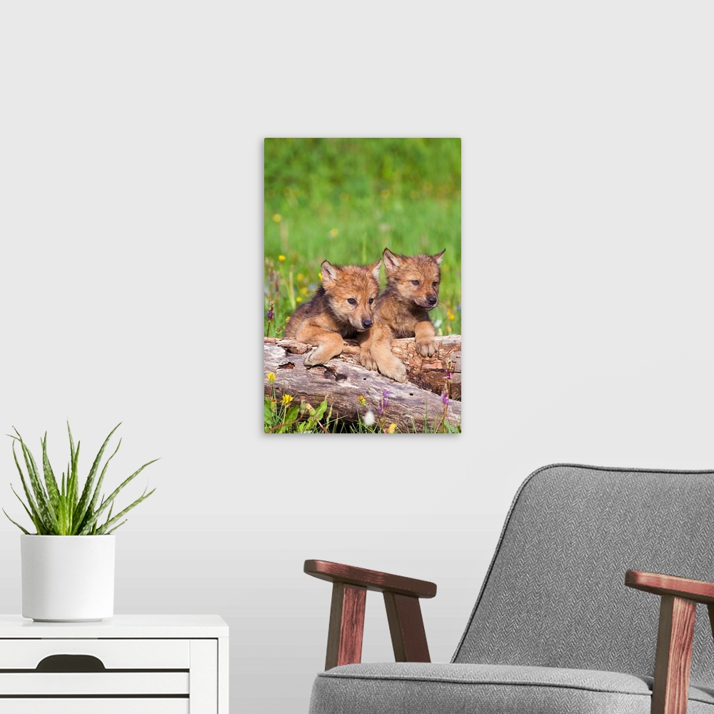 A modern room featuring Wolf Cubs On Log