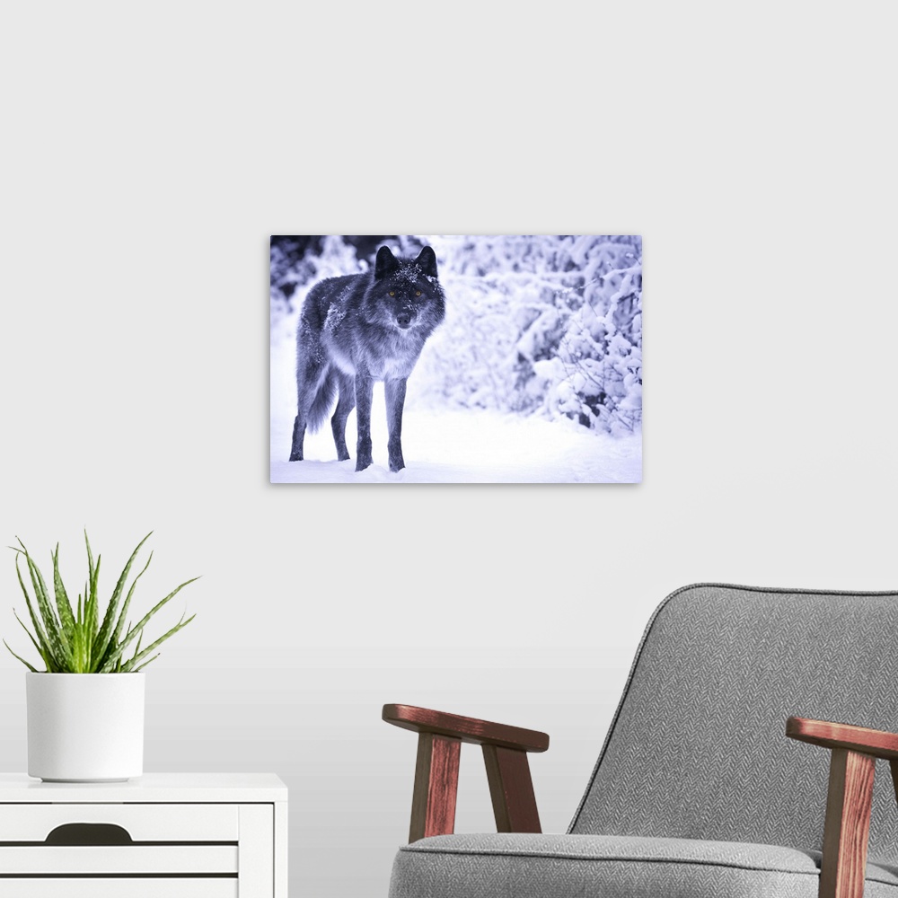 A modern room featuring Wolf in the snow