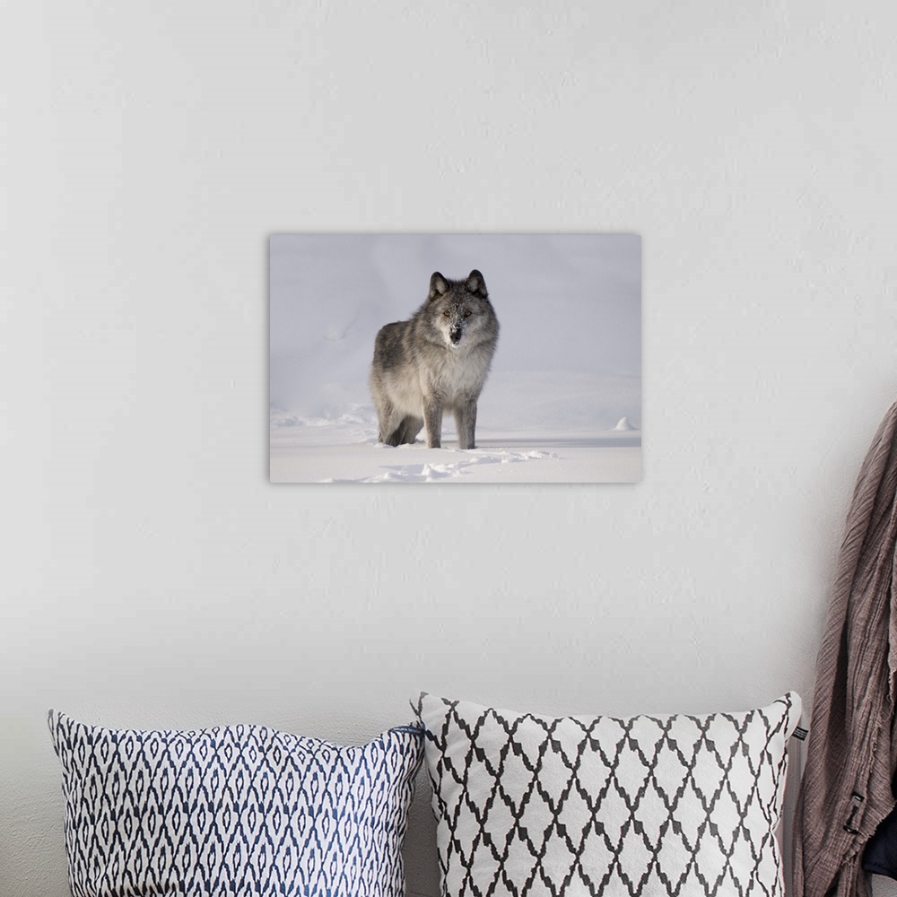 A bohemian room featuring Wolf In The Snow