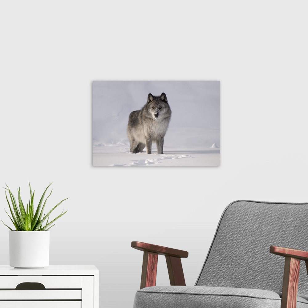A modern room featuring Wolf In The Snow