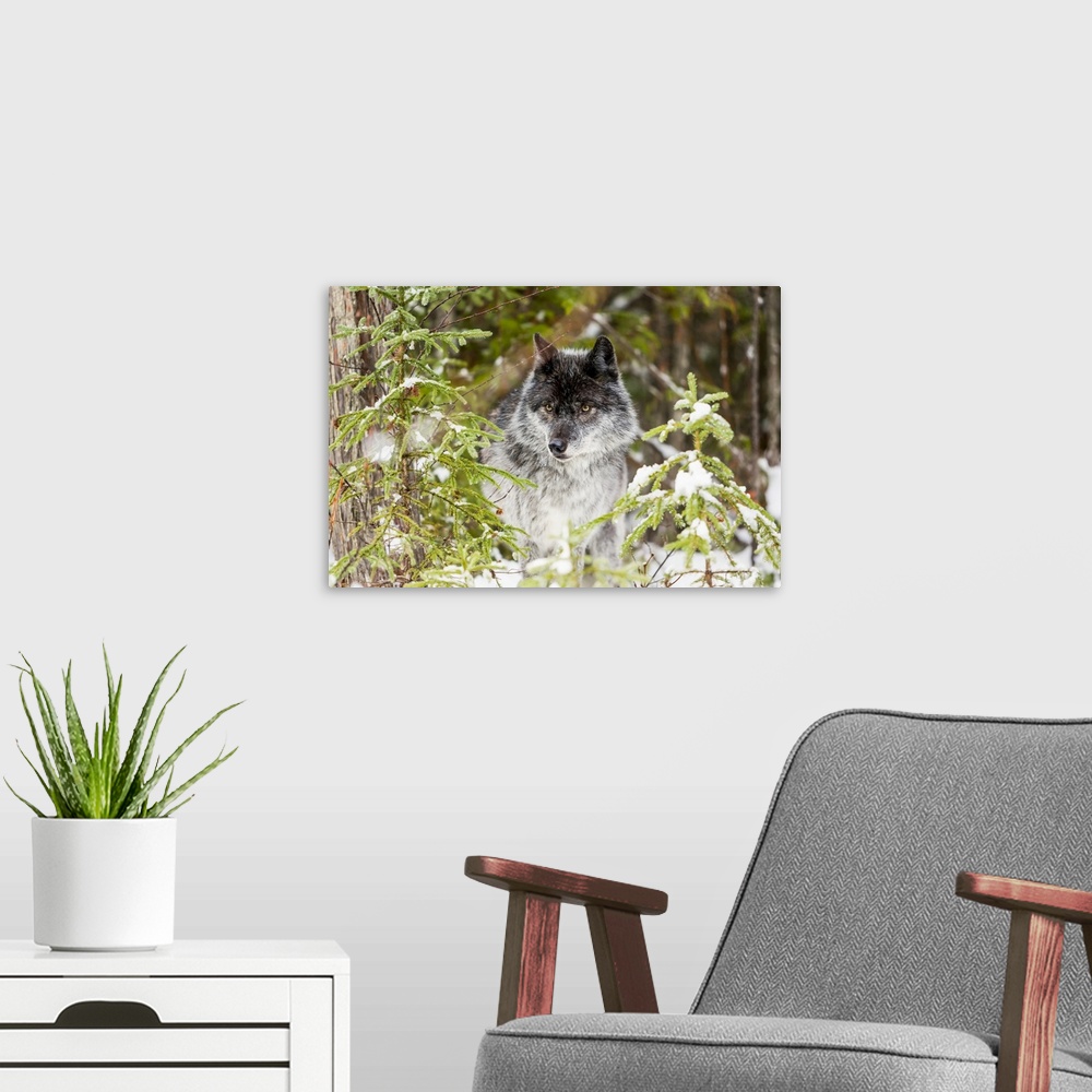 A modern room featuring Wolf (Canis lupus) looking out from trees in snow; Golden, British Columbia, Canada