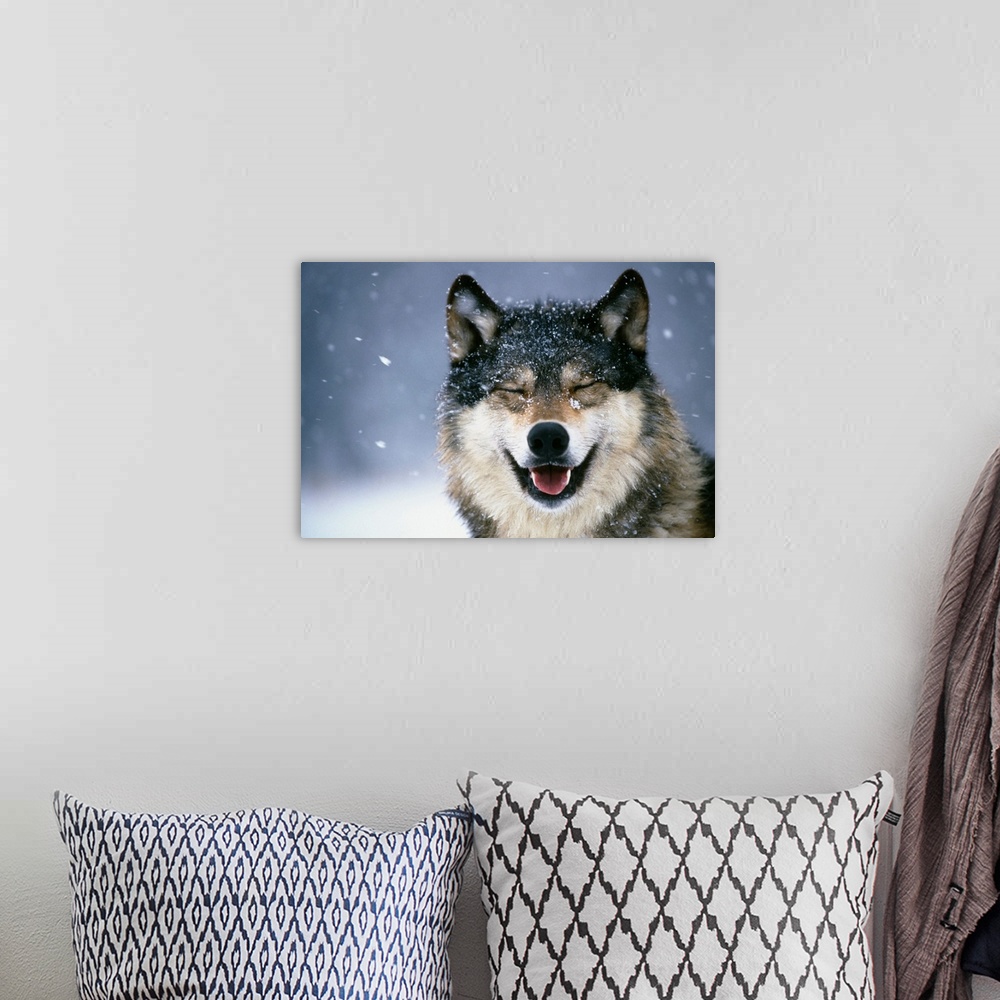 A bohemian room featuring Wolf Portrait in Winter