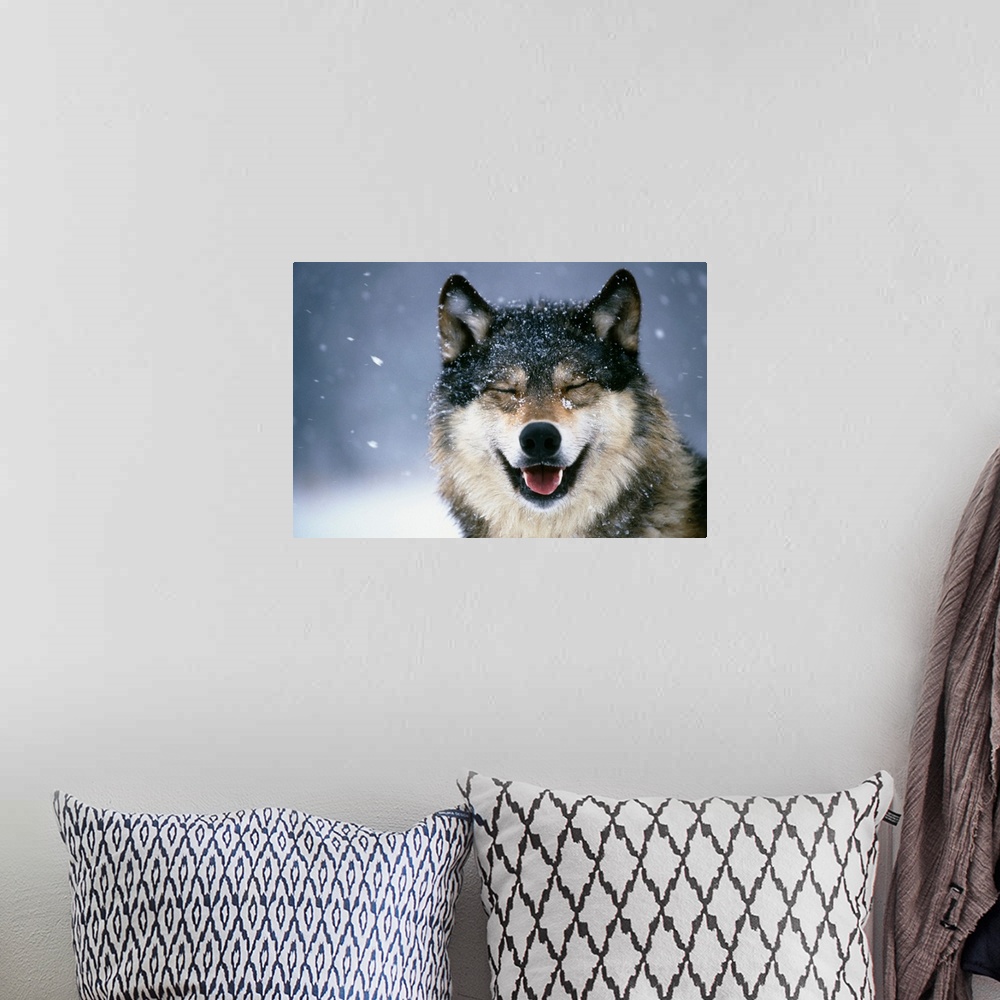 A bohemian room featuring Wolf Portrait in Winter