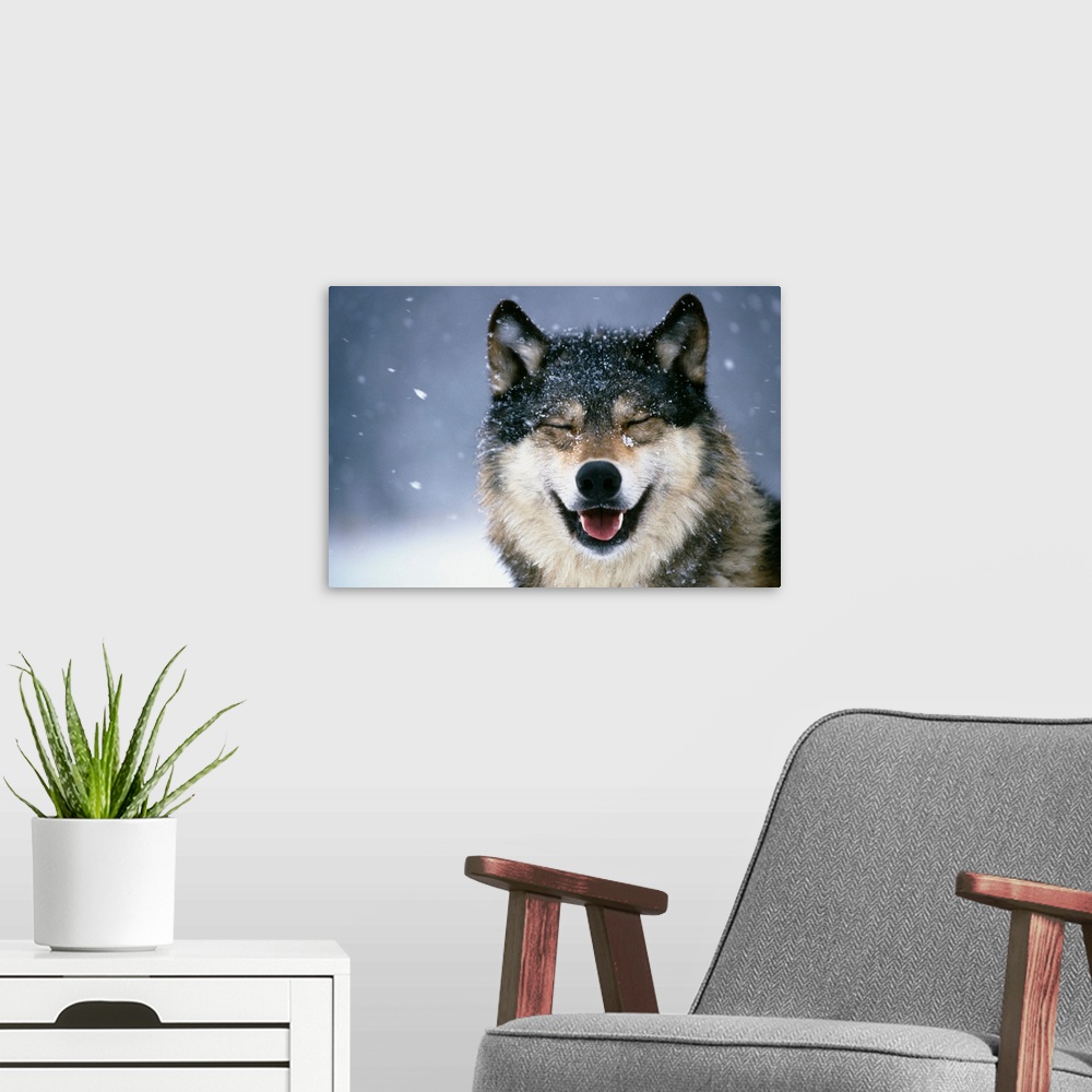 A modern room featuring Wolf Portrait in Winter