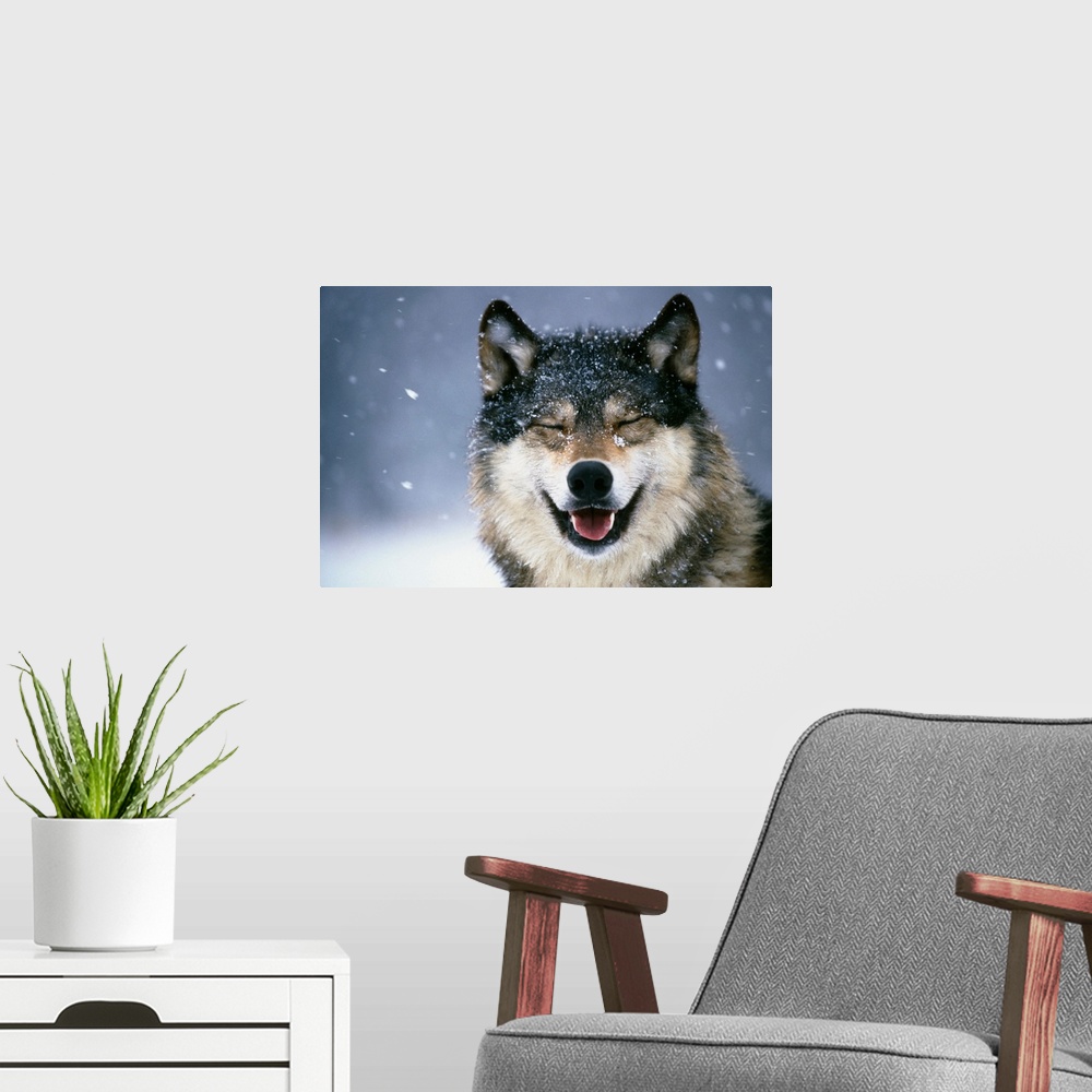 A modern room featuring Wolf Portrait in Winter