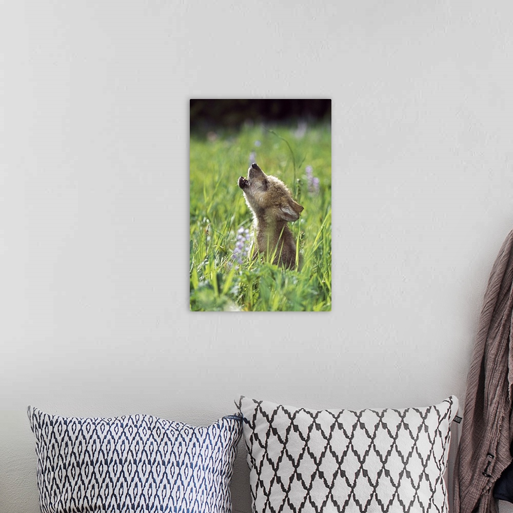A bohemian room featuring Wolf Puppy Howling In Mountain Meadow