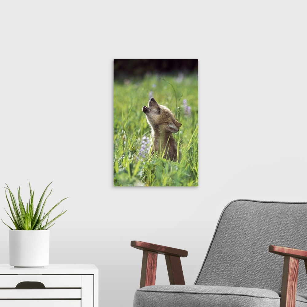 A modern room featuring Wolf Puppy Howling In Mountain Meadow
