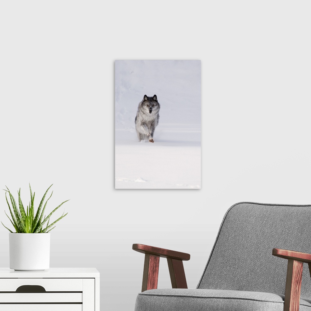A modern room featuring Wolf Running In The Snow