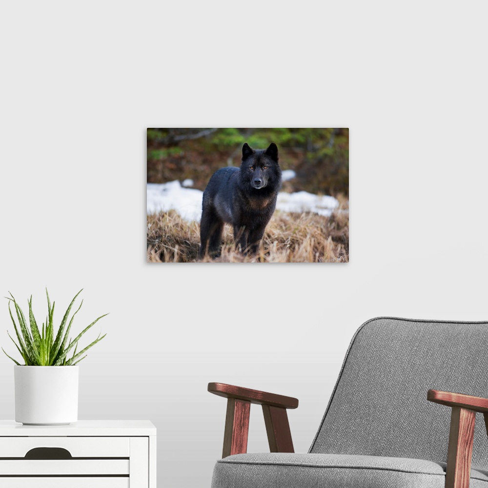 A modern room featuring Wolf Standing Alert In Grass, Tongass National Forest, Southeast Alaska