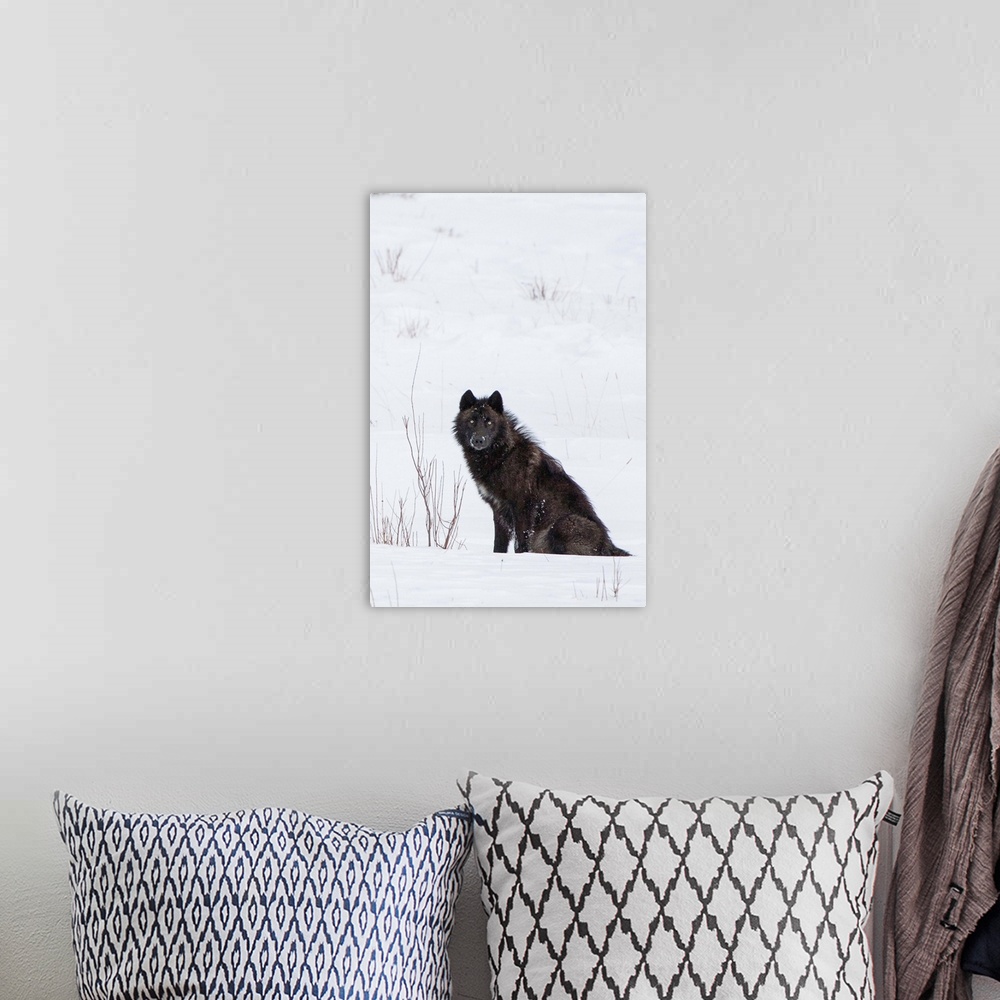 A bohemian room featuring Wolf (Canis lupus) waiting in snow in Yellowstone National Park, Wyoming, United States of America
