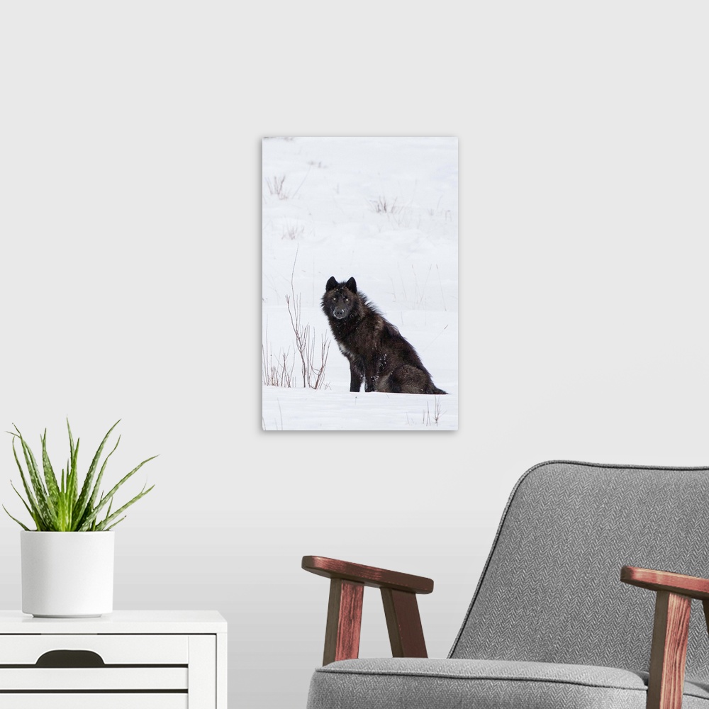 A modern room featuring Wolf (Canis lupus) waiting in snow in Yellowstone National Park, Wyoming, United States of America
