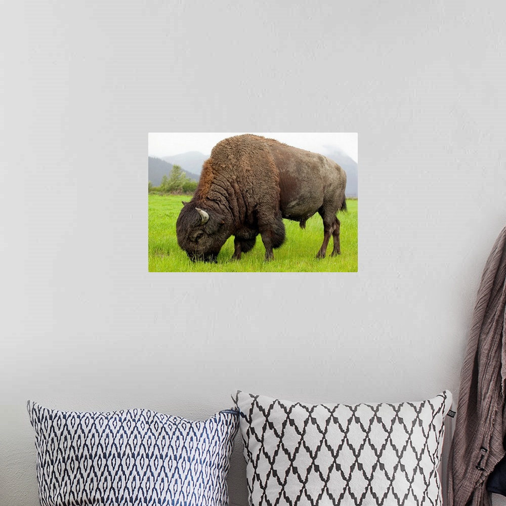 A bohemian room featuring Wood Bison Bull Grazing On Grasses, Southcentral Alaska