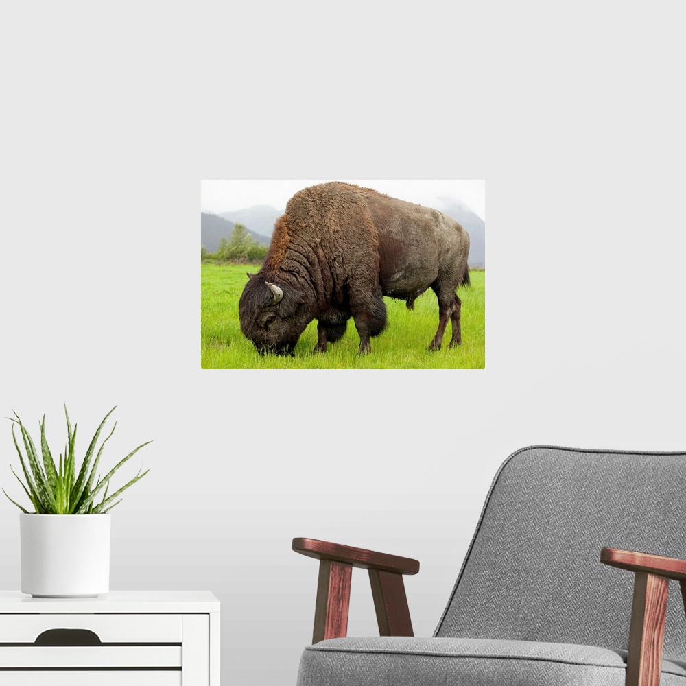 A modern room featuring Wood Bison Bull Grazing On Grasses, Southcentral Alaska