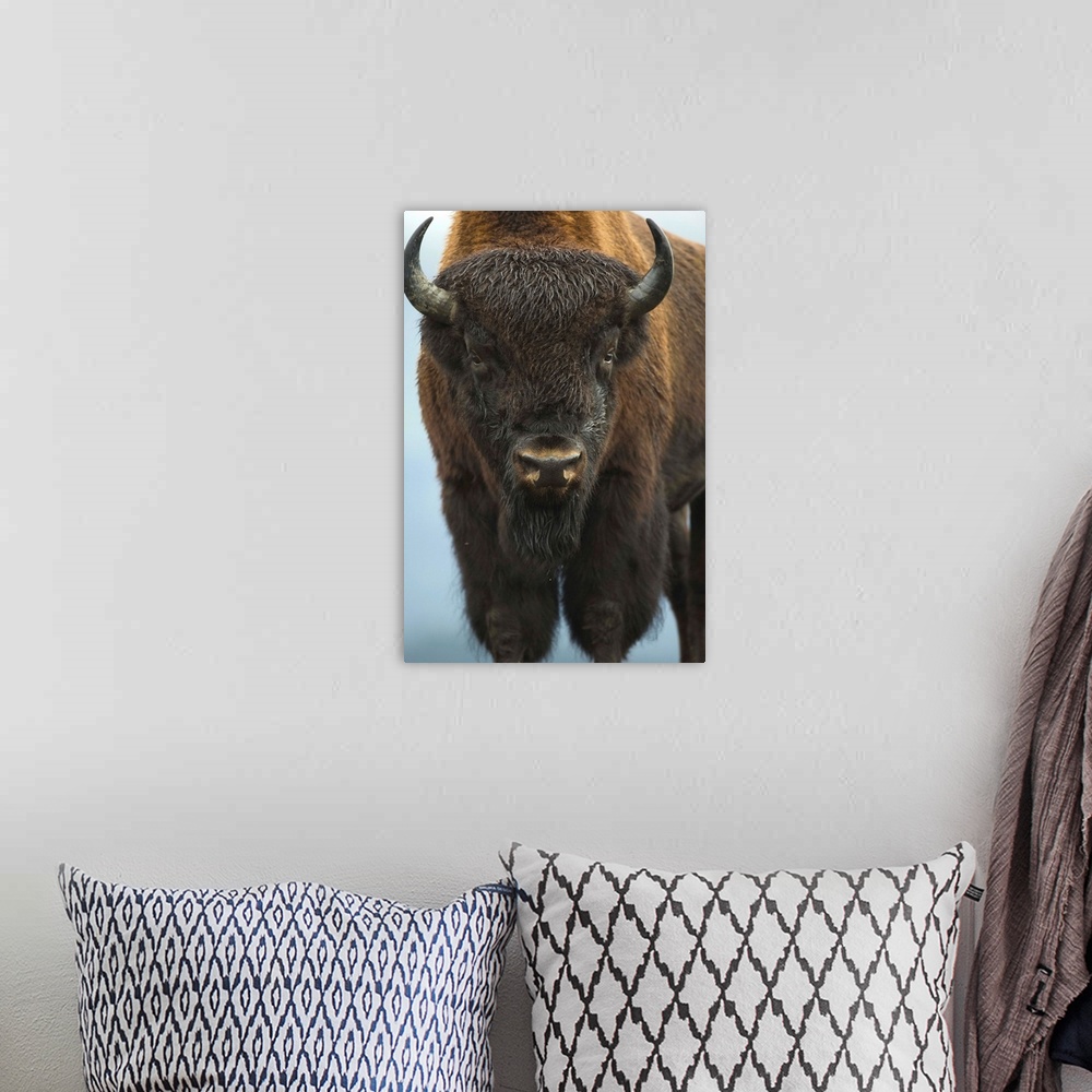 A bohemian room featuring Wood Bison Bull Standing At Alaska Wildlife Conservation Center, Southcentral Alaska