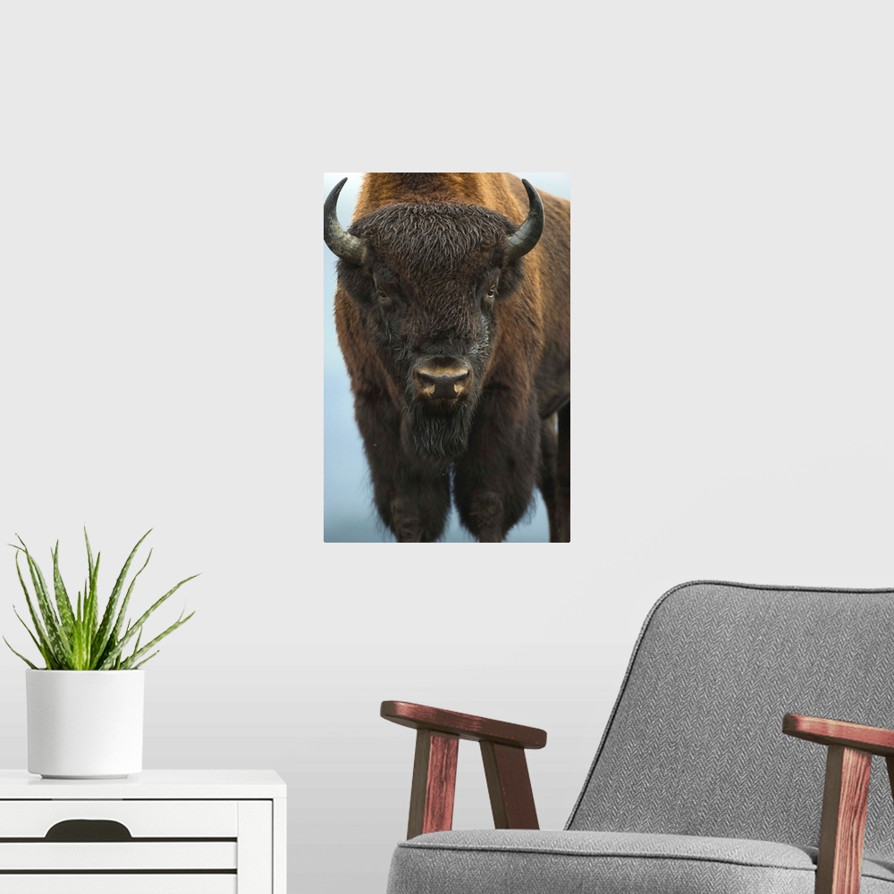 A modern room featuring Wood Bison Bull Standing At Alaska Wildlife Conservation Center, Southcentral Alaska