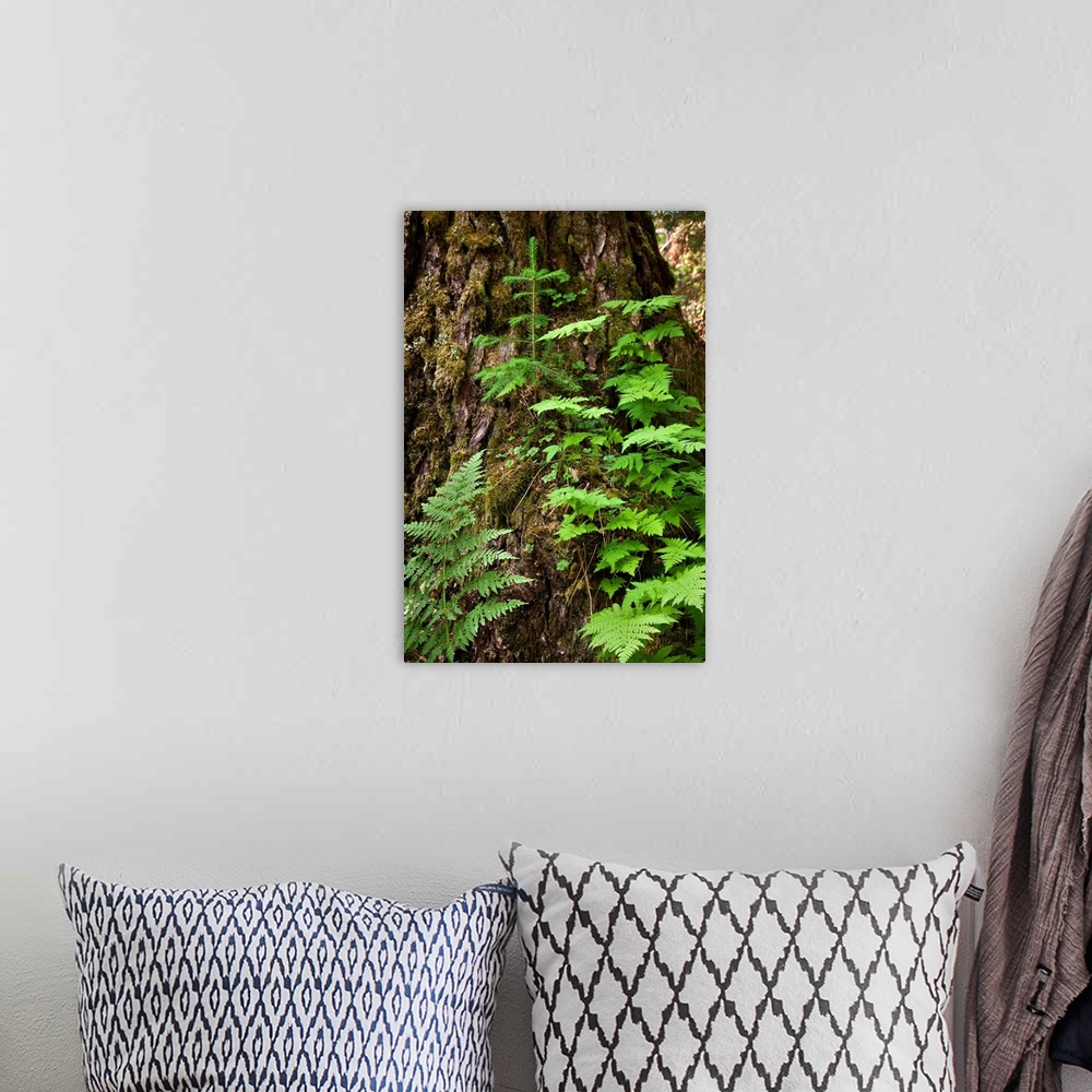 A bohemian room featuring Wood ferns and spruce tree grow out of a large spruce tree, Winner Creek trail, Girdwood