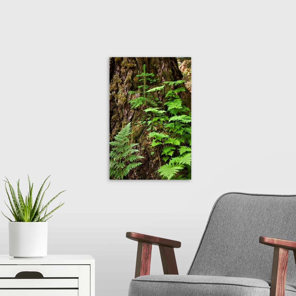 A modern room featuring Wood ferns and spruce tree grow out of a large spruce tree, Winner Creek trail, Girdwood