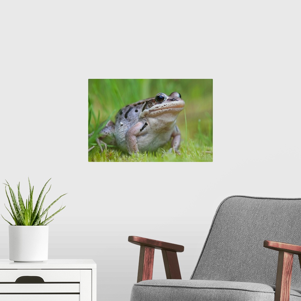 A modern room featuring Wood frog on the copper river delta during summer, southcentral Alaska.