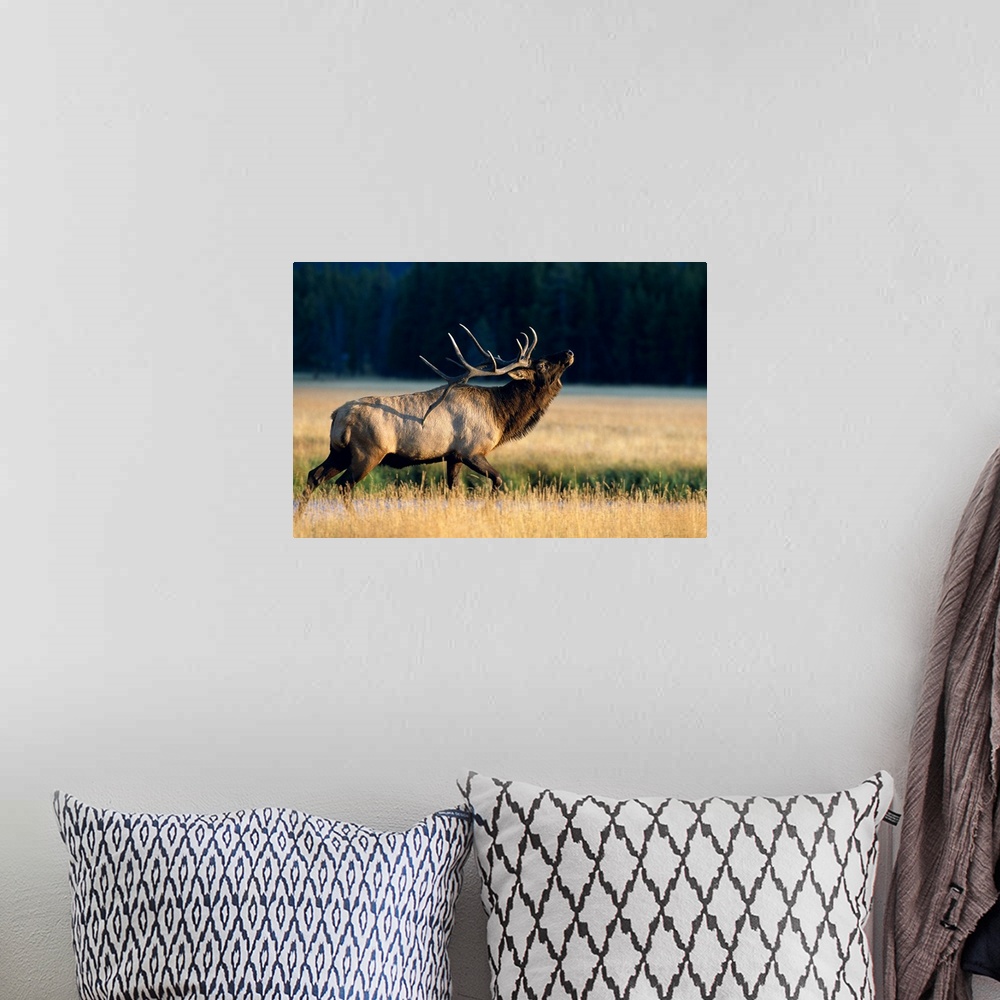 A bohemian room featuring Wyoming, Yellowstone National Park, Elk Bull (Cervus Elaphus) Bugling In Rut