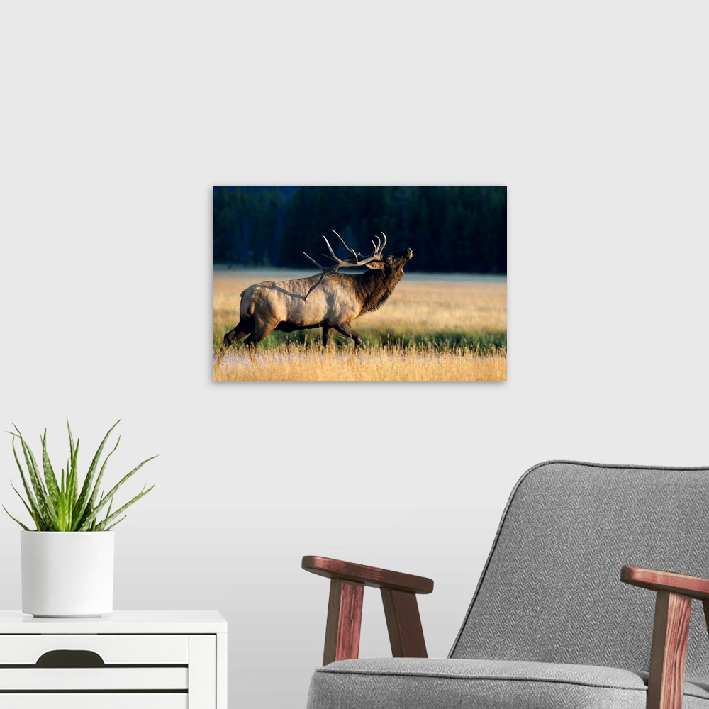 A modern room featuring Wyoming, Yellowstone National Park, Elk Bull (Cervus Elaphus) Bugling In Rut