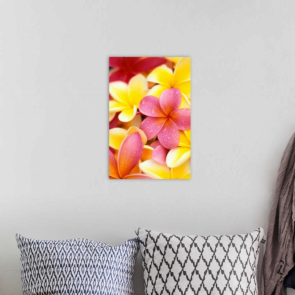 A bohemian room featuring Yellow And Pink Plumeria Flowers, Water Drops On Petals