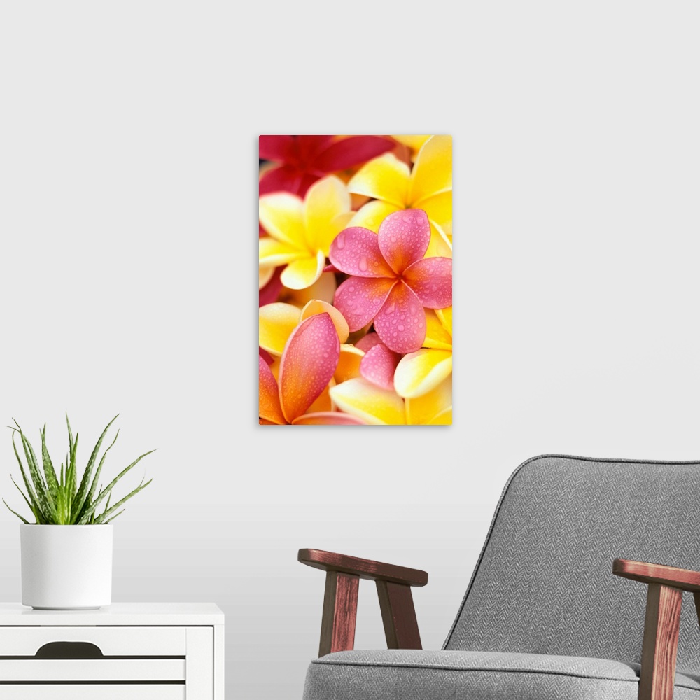A modern room featuring Yellow And Pink Plumeria Flowers, Water Drops On Petals
