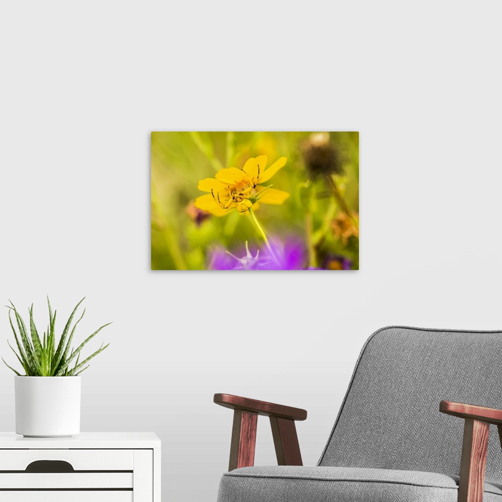A modern room featuring Yellow Crab Spider (Thomisus callidus) on a yellow flower in Cave Creek Canyon in the Chiricahua ...
