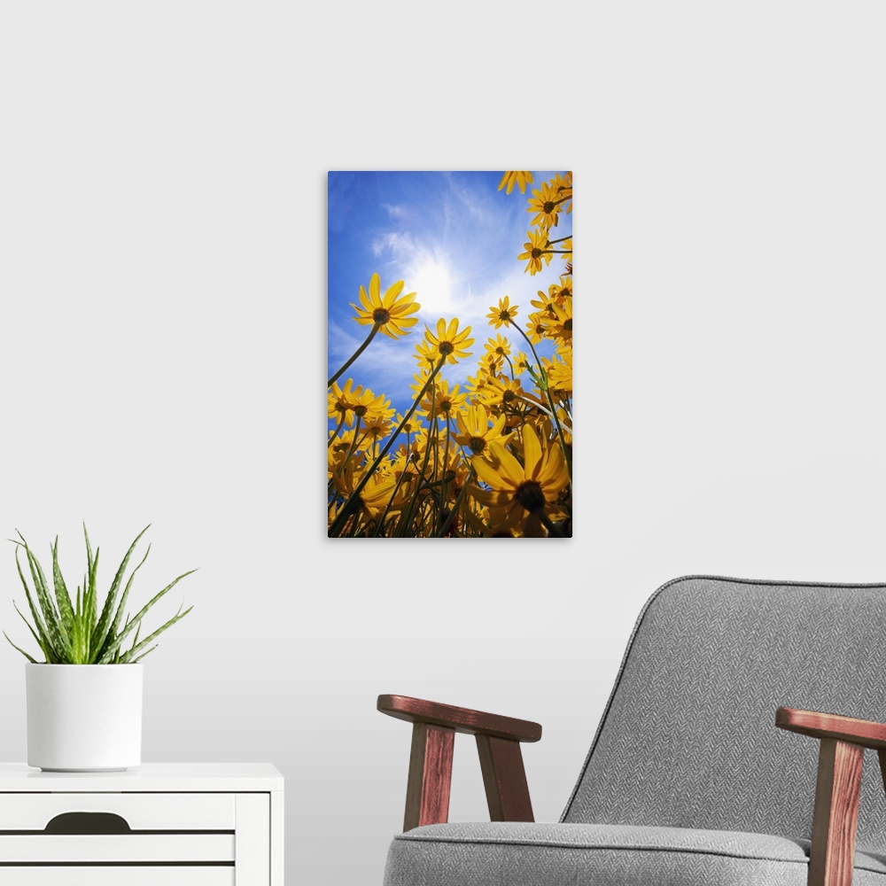 A modern room featuring Yellow Flowers (Asteraceae)