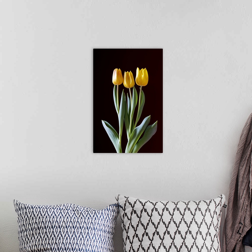A bohemian room featuring Yellow Tulips Against A Black Background; Calgary, Alberta, Canada