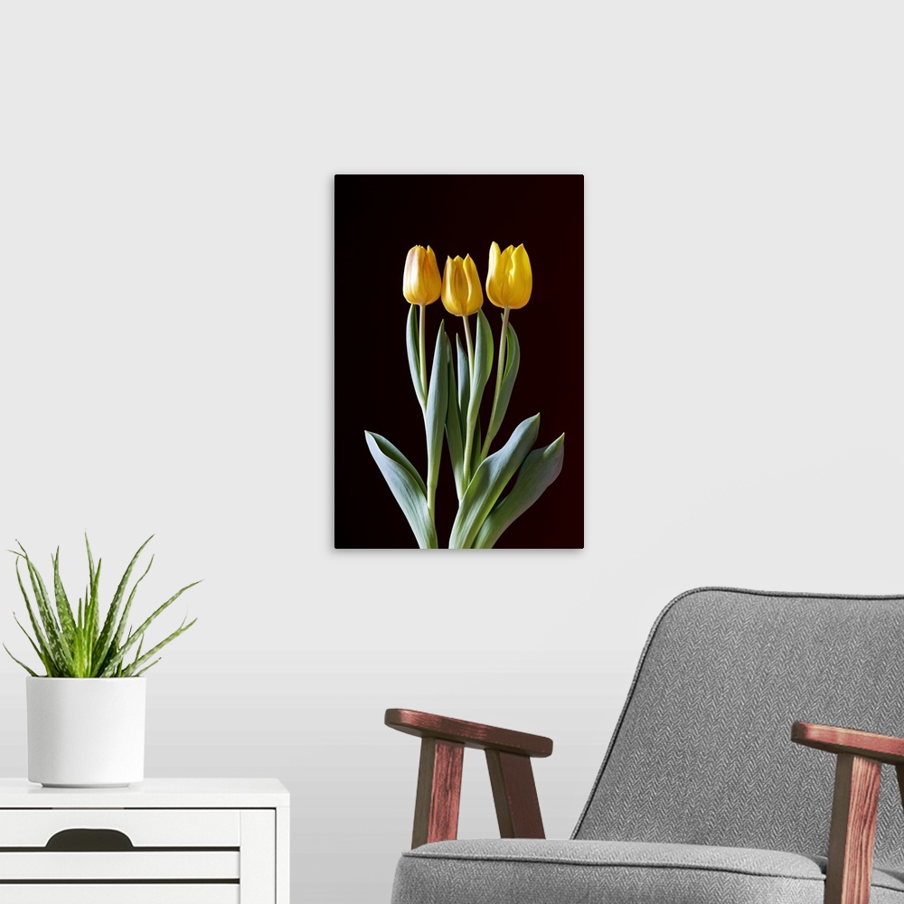 A modern room featuring Yellow Tulips Against A Black Background; Calgary, Alberta, Canada