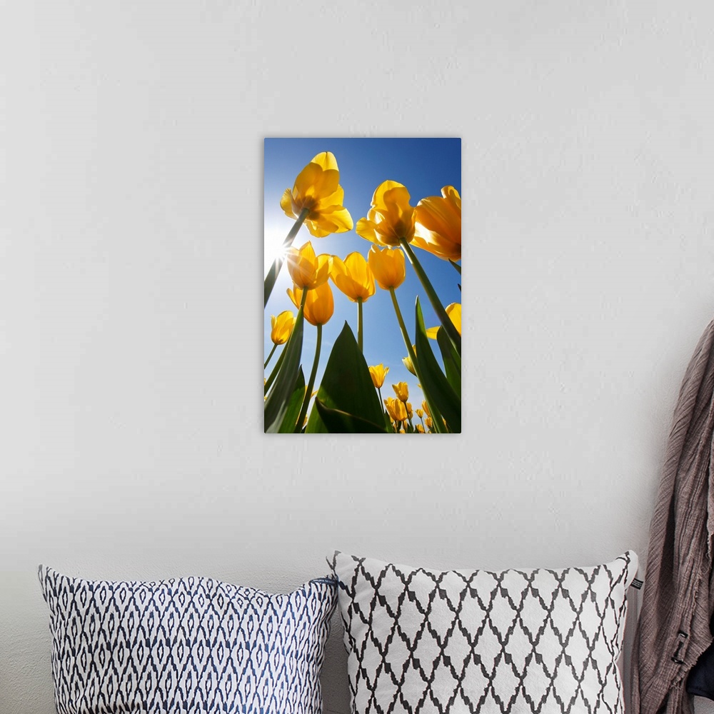 A bohemian room featuring Yellow Tulips Against A Blue Sky At Wooden Shoe Tulip Farm; Oregon, USA