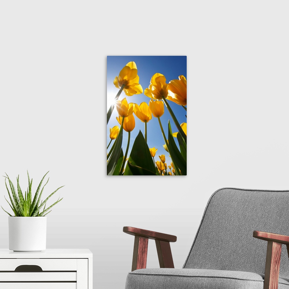 A modern room featuring Yellow Tulips Against A Blue Sky At Wooden Shoe Tulip Farm; Oregon, USA