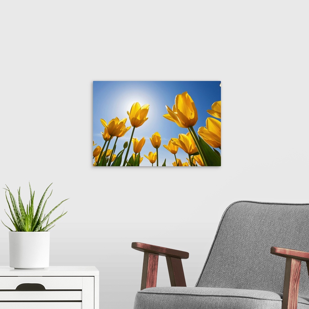 A modern room featuring Yellow Tulips Against A Blue Sky At Wooden Shoe Tulip Farm; Oregon, USA