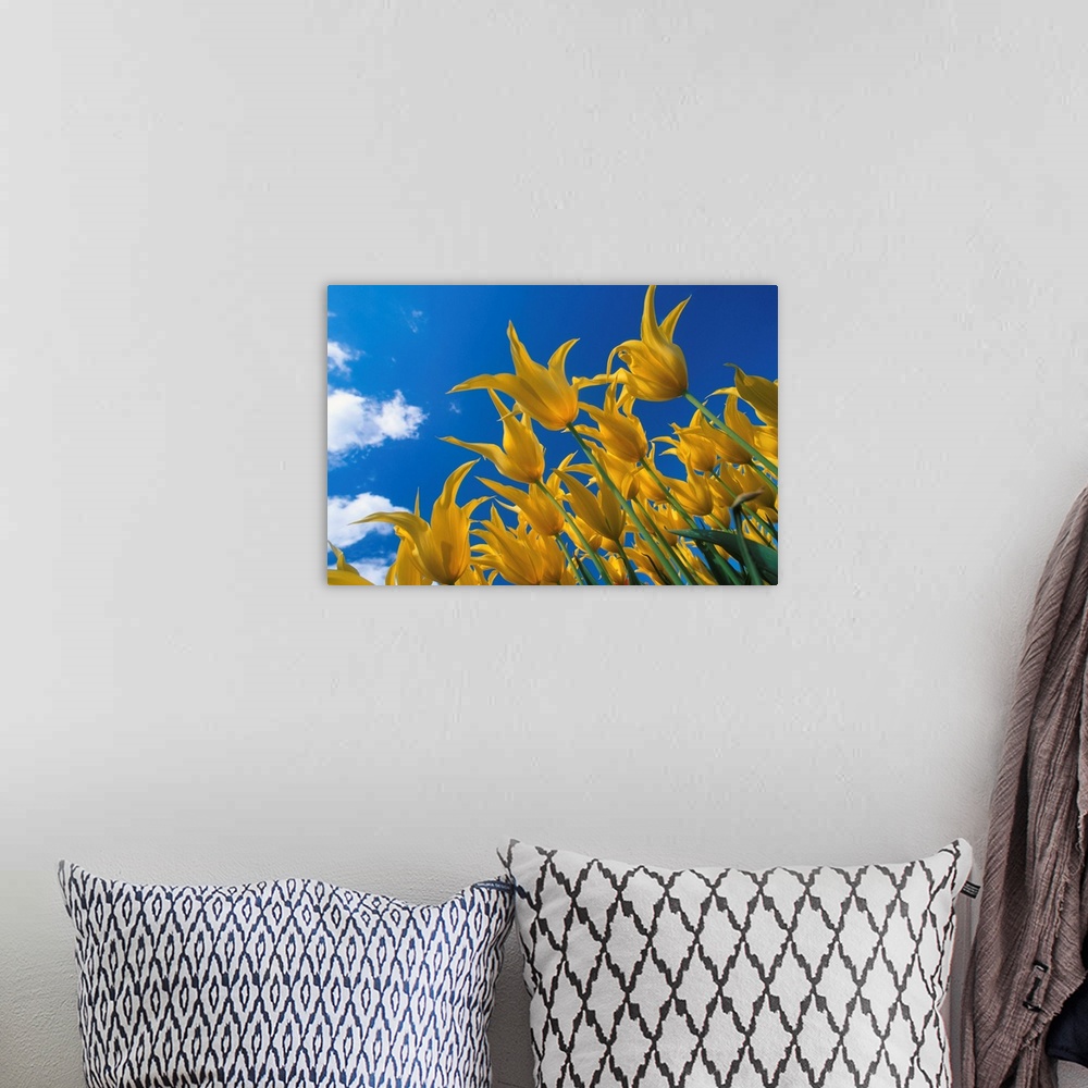 A bohemian room featuring Yellow Tulips against blue sky Skagit Valley Washington summer portrait