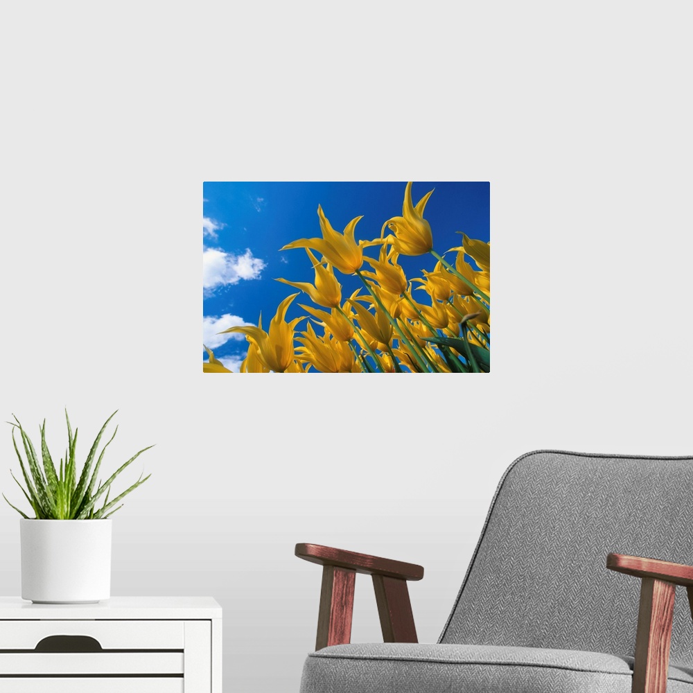 A modern room featuring Yellow Tulips against blue sky Skagit Valley Washington summer portrait
