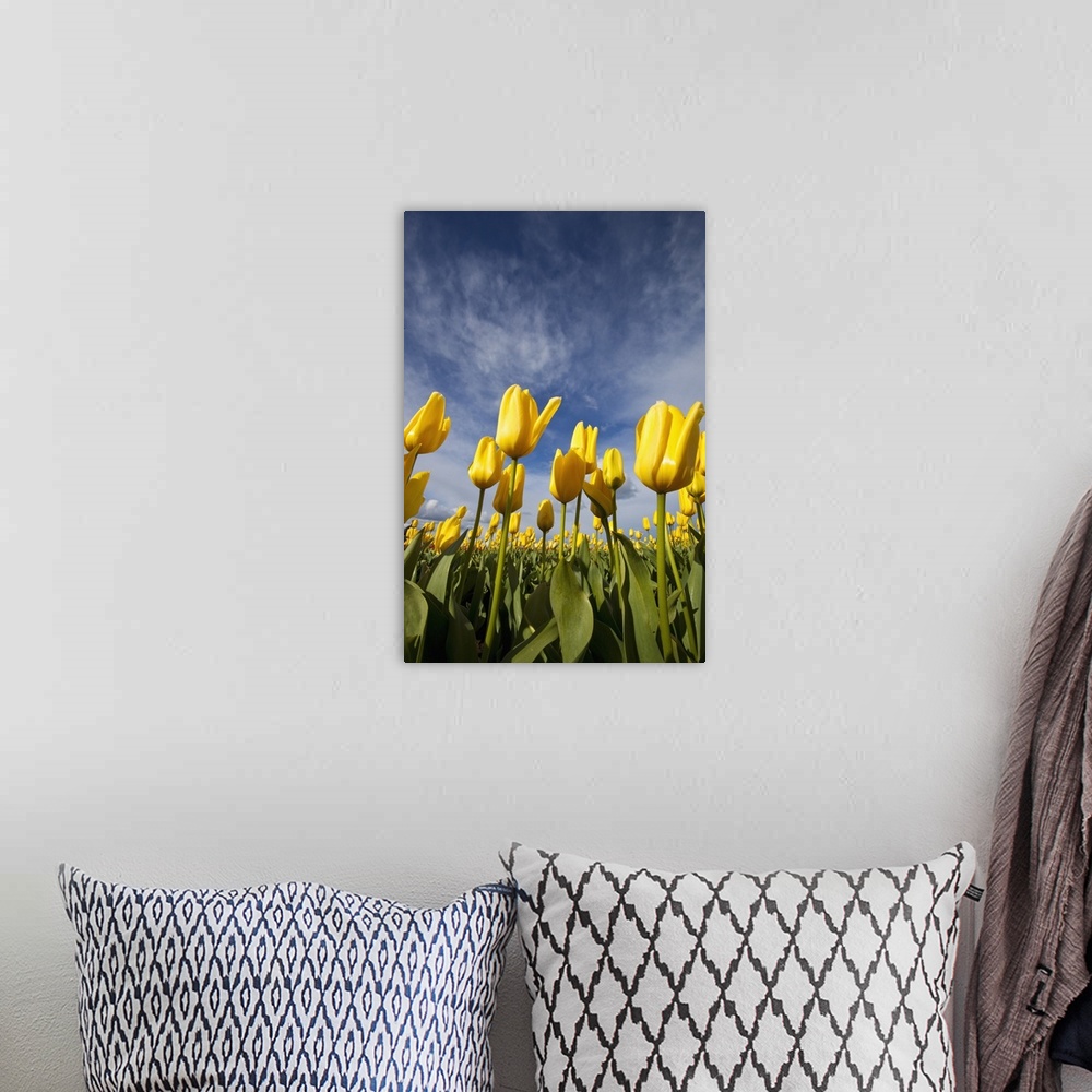 A bohemian room featuring Yellow Tulips In A Field, Woodburn, Oregon