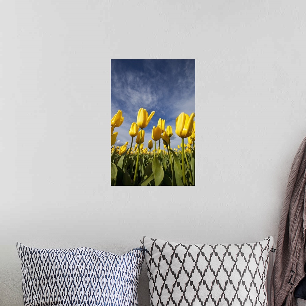 A bohemian room featuring Yellow Tulips In A Field, Woodburn, Oregon