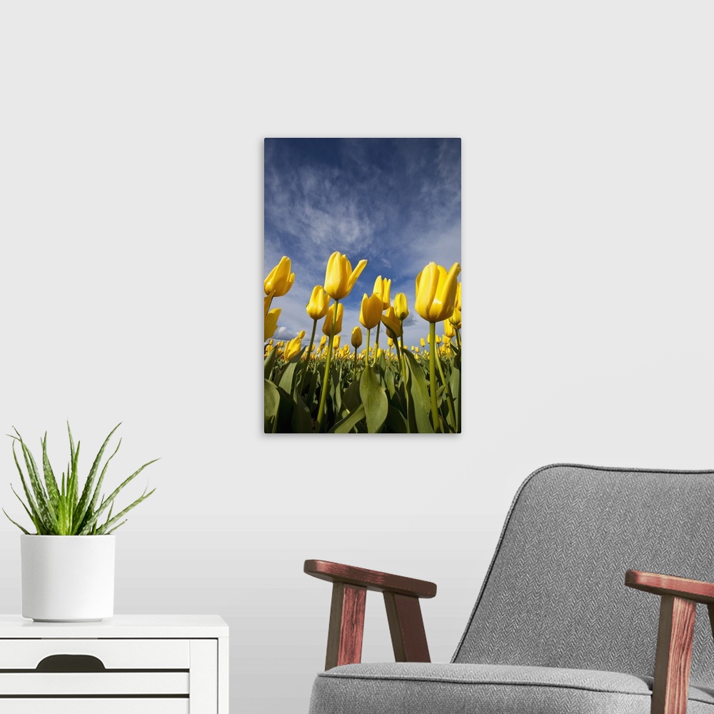 A modern room featuring Yellow Tulips In A Field, Woodburn, Oregon