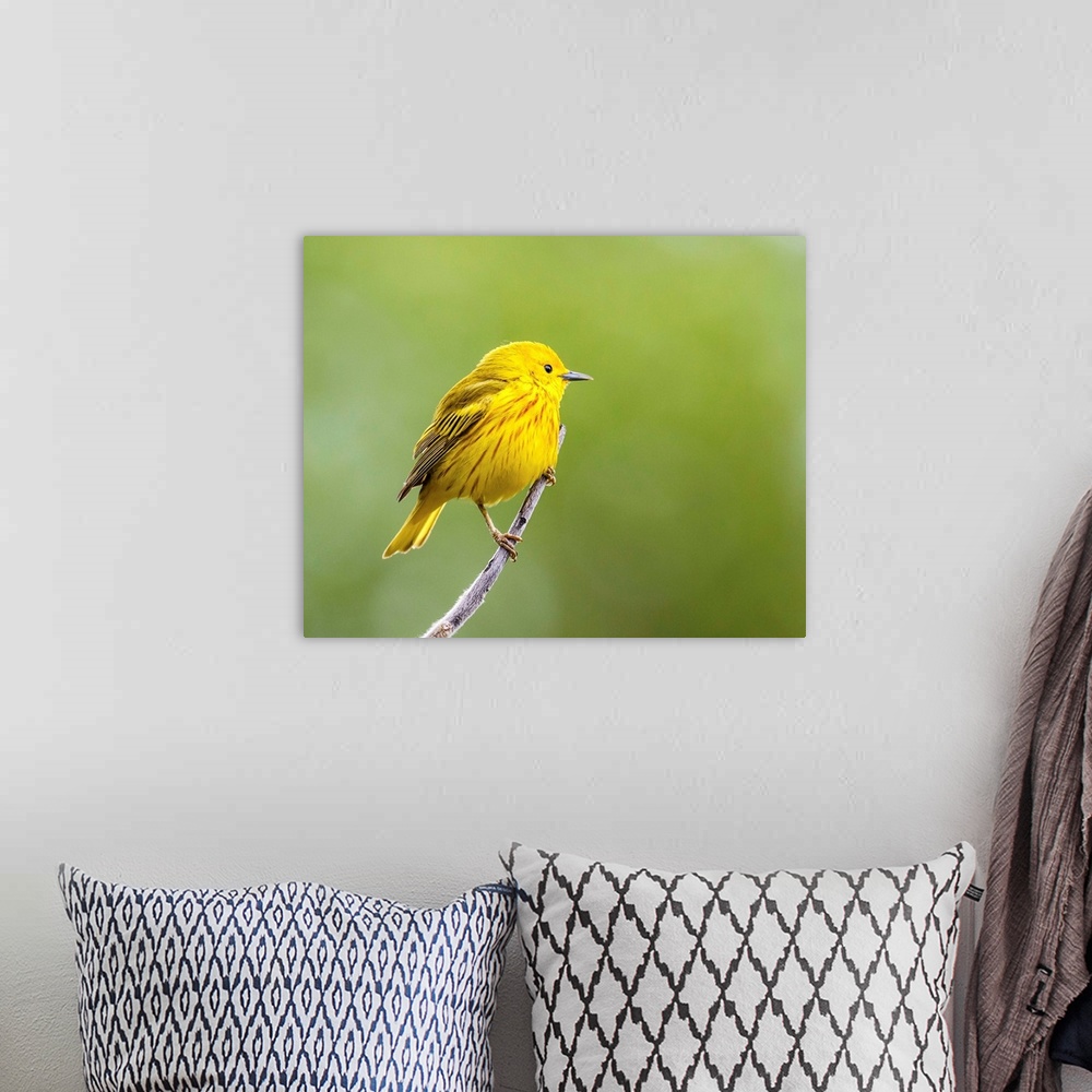 A bohemian room featuring Yellow warbler (Setophaga petechia) perched during spring time; Chateauguay, Quebec, Canada