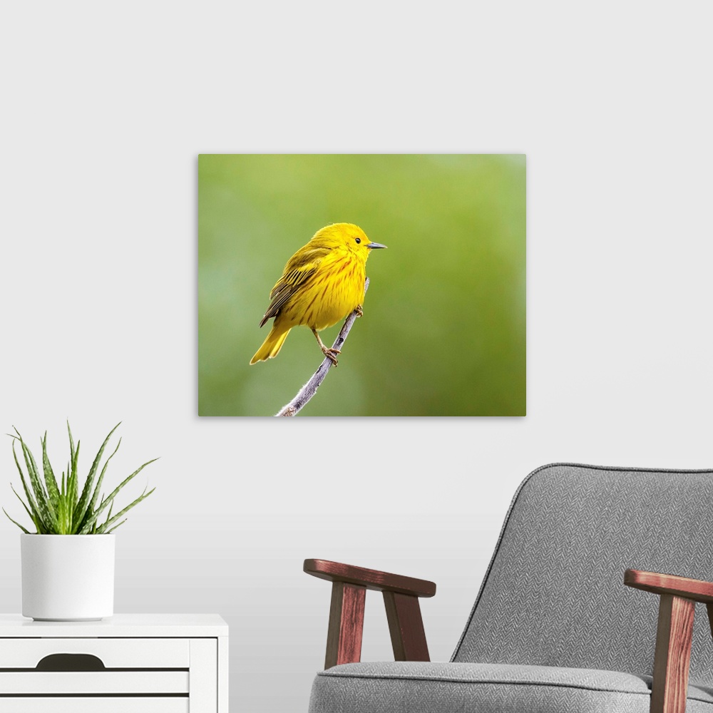 A modern room featuring Yellow warbler (Setophaga petechia) perched during spring time; Chateauguay, Quebec, Canada
