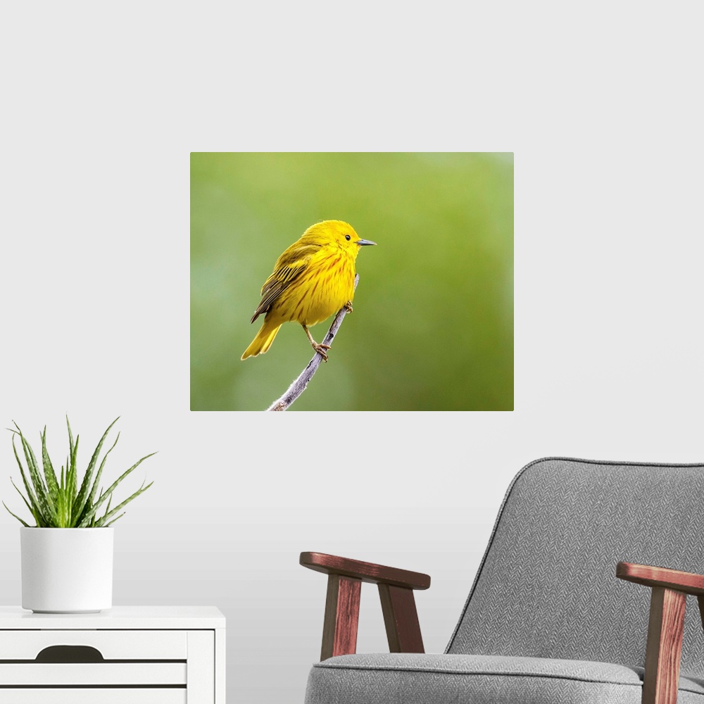 A modern room featuring Yellow warbler (Setophaga petechia) perched during spring time; Chateauguay, Quebec, Canada