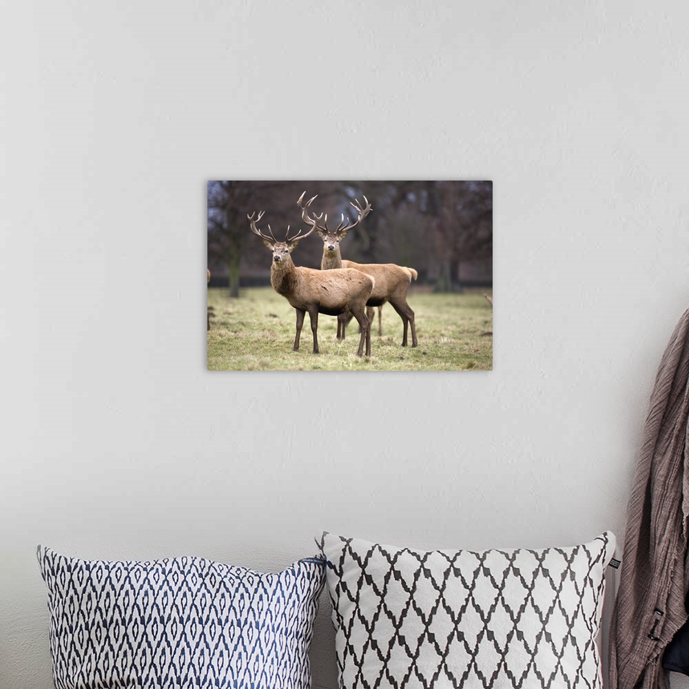 A bohemian room featuring Yorkshire, England, Deer Standing In A Field