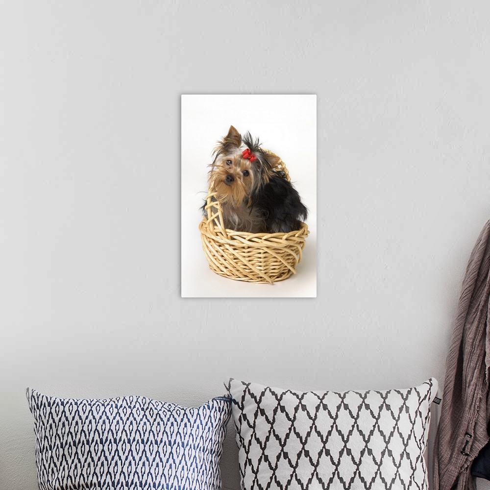 A bohemian room featuring Yorkshire Terrier Puppy