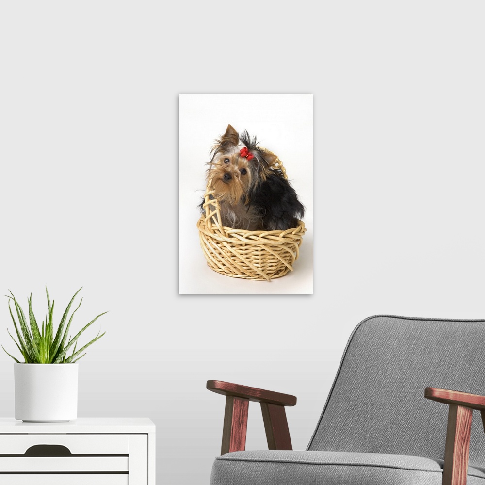 A modern room featuring Yorkshire Terrier Puppy
